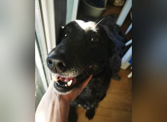 Megi ❤️ herzliche, sanfte Hunde-Seniorin