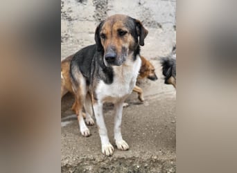ROBI❤️zauberhafter, lieber Hundejunge - zurückhaltend und sozial