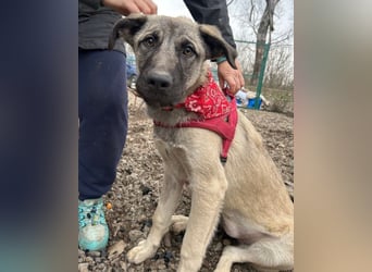 HSH-Mix YOMA❤️fröhlich, aufgeschlossen & katzenverträglich