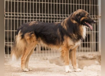 Bogo ♥️ ungeschliffener Schatz auf 4Pfoten