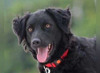 Noa ❤️ freundlich + super aufgeschlossen + katzenverträgl.!