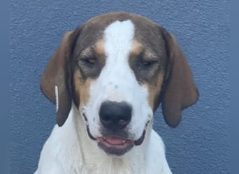 Nala ❤️ aktive, so verschmuste HSH-Mix Hündin