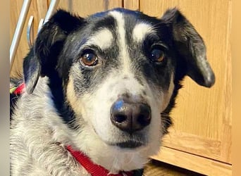 Liebster OldBoy ♥Rocky♥ wartet in 21640 Bliedersdorf auf sein so verdientes Lebensglück