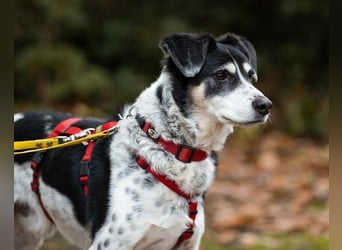 Liebster OldBoy ♥Rocky♥ wartet in 21640 Bliedersdorf auf sein so verdientes Lebensglück