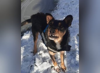 Schatz Teri: sehr freundlicher Gefährte