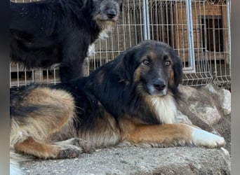 Bogo ♥️ ungeschliffener Schatz auf 4Pfoten