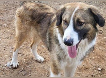 Lebensfroher Jonesy sucht Zuhause