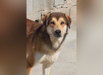 Luki ❤️ so lieber, schüchterner & sensibler Rüde