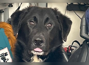 Cosmo - junger charmanter Schäfi-Mix-Bub wartet bereis in 55116 Mainz