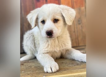 Nacho, geb. ca. 03/2026 , lebt in GRIECHENLAND, auf einer privaten Pflegestelle