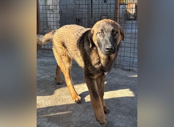 Pico ❤️ junger verschmuster, liebevoller Rüde