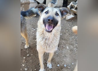 Beauty ♥ Fly ♥ herzliche, treue Fellfreundin