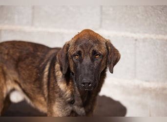 Pico ❤️ junger verschmuster, liebevoller Rüde