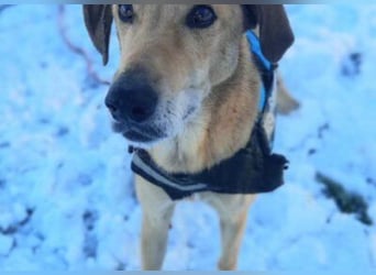 schmusiger Bongo sucht sehnsüchtig seine Für-Immer-Menschen