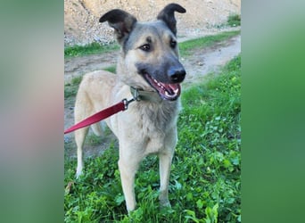 Beauty ♥ Fly ♥ herzliche, treue Fellfreundin