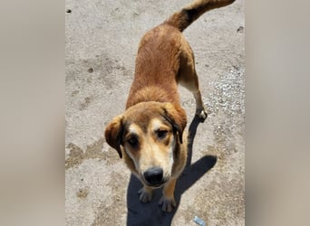 Luki ❤️ aufgeschlossener, lieber Junghund!