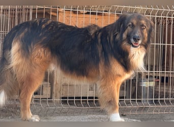 Bogo ♥️ ungeschliffener Schatz auf 4Pfoten