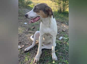 Nala ❤️ aktive, so verschmuste HSH-Mix Hündin