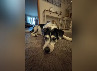 Liebster OldBoy ♥Rocky♥ wartet in 21640 Bliedersdorf auf sein so verdientes Lebensglück