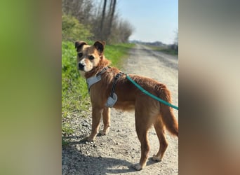 Floki ❤️ freundlicher & so menschenbezogener Familienhund
