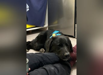 Cosmo - junger charmanter Schäfi-Mix-Bub wartet bereis in 55116 Mainz