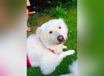 Kluge, freundliche ♥ Lucy ♥ wartet bereits in 22145 Hamburg auf ihren Für-Immer-Familienanschluss
