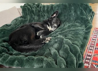 Sienna - fröhlicher Schäfi-Mix, wartet bereits in 45289 Essen