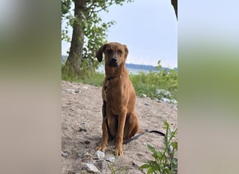 Notfell LASKO❤️in 22559 Hamburg, dringend Not-PS oder Für-Immer-Zuhause gesucht