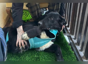 Cosmo - junger charmanter Schäfi-Mix-Bub wartet bereis in 55116 Mainz