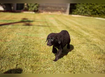 Cosmo - junger charmanter Schäfi-Mix-Bub