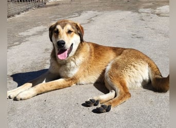 Luki ❤️ aufgeschlossener, lieber Junghund!