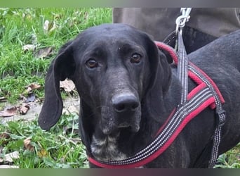 Pointer-Mix-Lady Daria: ein Herz aus Fell