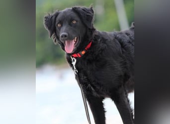 Noa ❤️ freundlich + super aufgeschlossen + katzenverträgl.!