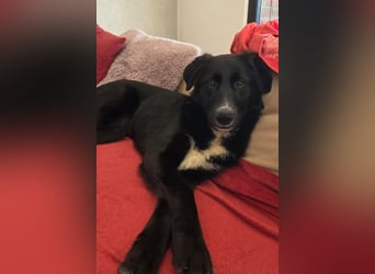 Sienna - fröhlicher Schäfi-Mix, wartet bereits in 45289 Essen