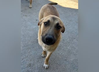 SCHLAUBI❤️smarter, kluger und entzückender Fellnasen-Fratz!