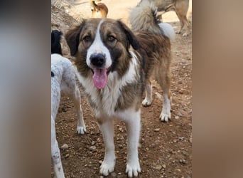 Energiebündel Jonesy - sucht Liebe und Halt Energiebündel Jonesy - sucht Liebe und Halt