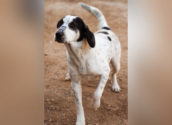 Ananda ❤️ liebe Fellfreundin fürs Leben