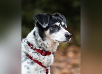 Liebster OldBoy ♥Rocky♥ wartet in 21640 Bliedersdorf auf sein so verdientes Lebensglück