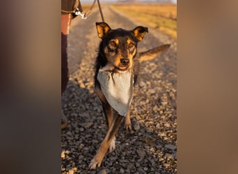 Schatz Teri: sehr freundlicher Gefährte