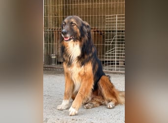 Bogo ♥️ ungeschliffener Schatz auf 4Pfoten