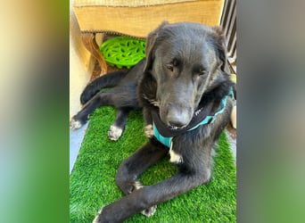 Cosmo - junger charmanter Schäfi-Mix-Bub wartet bereis in 55116 Mainz