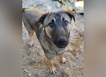 CharmingBoy ♥Luis♥ liebenswertes Fellherz