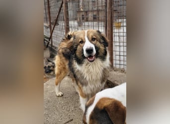 Lebensfroher Jonesy sucht Zuhause