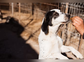 Ananda ❤️ liebe Fellfreundin fürs Leben