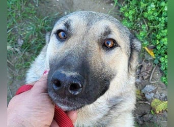 ♥Fly♥ eine herzliche, treue Fellfreundin