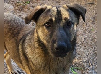 CharmingBoy ♥Luis♥ liebenswertes Fellherz