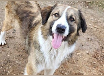 Energiebündel Jonesy - sucht Liebe und Halt