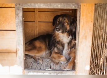 Bogo ♥️ ungeschliffener Schatz auf 4Pfoten