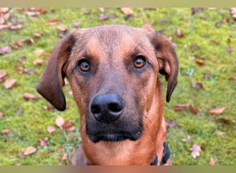 Notfell LASKO❤️in 22559 Hamburg, dringend Not-PS oder Für-Immer-Zuhause gesucht