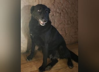 Megi ❤️ herzliche, sanfte Hunde-Seniorin